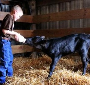 boy feeding calf